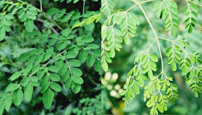 Benefits of drumstick leaves: ಡ್ರಮ್‌ಸ್ಟಿಕ್ ಎಲೆಗಳಲ್ಲಿ ಅಡಗಿದೆ ಆರೋಗ್ಯದ ನಿಧಿ..! title=