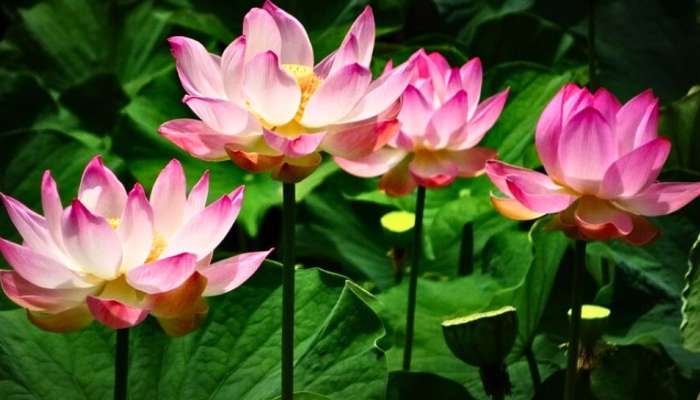 Lotus cultivation: ರೂ. 25 ಸಾವಿರ ಹೂಡಿಕೆ.. ಐದು ತಿಂಗಳಲ್ಲಿ ರೂ. 2 ಲಕ್ಷ ಆದಾಯ..! title=