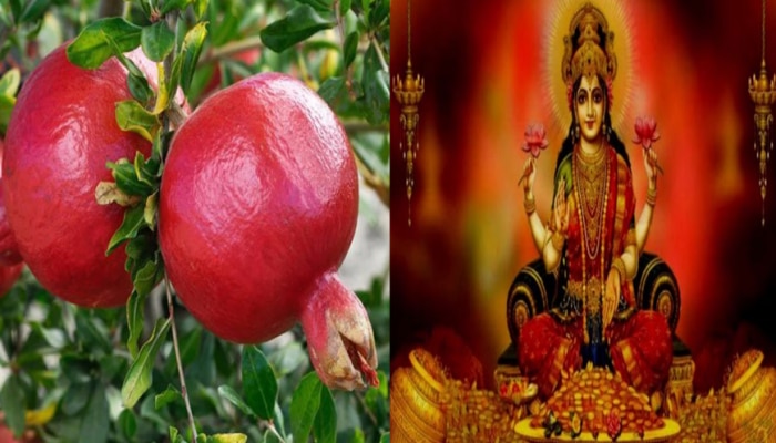 Tree Vastu Tips: ಮನೆಯಂಗಳದಲ್ಲಿ ಈ ಹಣ್ಣಿನ ಗಿಡ ನೆಟ್ಟರೆ, ತಾಯಿ ಲಕ್ಷ್ಮಿ ಕೃಪೆಯಿಂದ ತಿಜೋರಿ ಹಣದಿಂದ ತುಂಬಿ ತುಳುಕುತ್ತದೆ title=