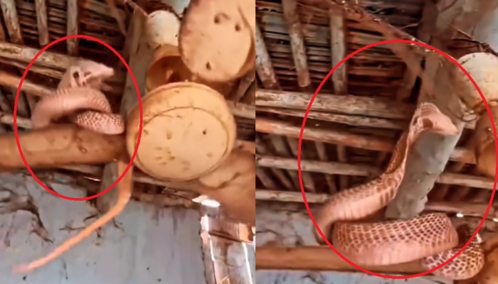 Viral Video:​ ಸೀಲಿಂಗ್ ಫ್ಯಾನ್‌ನಲ್ಲಿ ಹೆಡೆ ಎತ್ತಿ ರೌಂಡ್‌ ಹಾಕಿದ ನಾಗರ ಹಾವು!