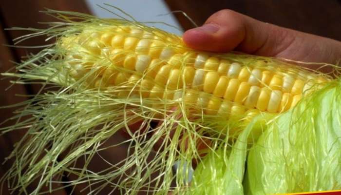 Corn silk benefits: ಜೋಳ ಮಾತ್ರ ಅಲ್ಲ ಅದರ ನಾರು ಕೂಡಾ ಈ ಐದು ರೋಗಗಳಿಗೆ ರಾಮಬಾಣ !