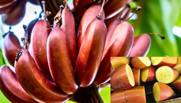 Red Bananas: ಕೆಂಪು ಬಾಳೆಹಣ್ಣಿನಿಂದ ಸಾಕಷ್ಟು ಪ್ರಯೋಜನಗಳು ದೊರೆಯುತ್ತದೆ..! ಒಮ್ಮೆ ಪ್ರಯತ್ನಿಸಿ  title=