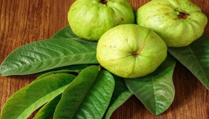 Guava Leaves: ಈ ಐದು ಆರೋಗ್ಯ ಸಮಸ್ಯೆಗಳನ್ನು ಬುಡದಿಂದಲೇ ನಾಶ ಮಾಡುತ್ತದೆ ಪೇರಳೆ ಎಲೆ !