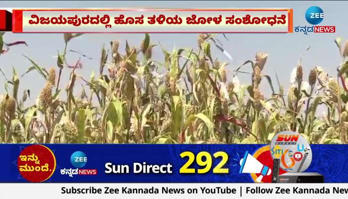Research of new variety of maize in Vijayapur