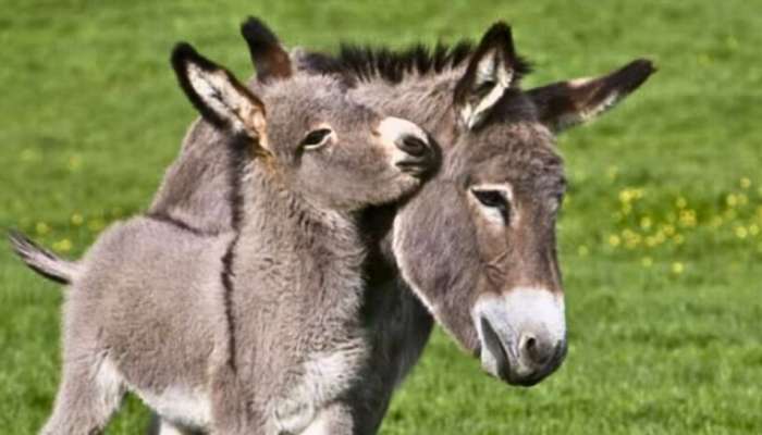 Donkey  killings: ಪ್ರತಿ ವರ್ಷ 59 ​​ಲಕ್ಷ ಕತ್ತೆಗಳು ಸಾಯುತ್ತಿವೆ, ಕಾರಣ ತಿಳಿದರೆ ಬೆಚ್ಚಿಬೀಳುತ್ತೀರಾ..! title=