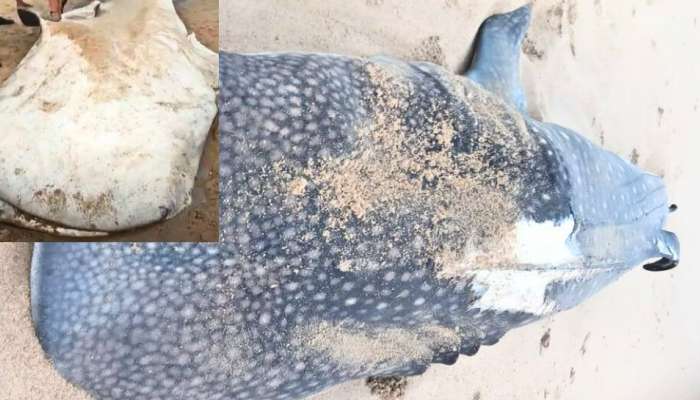 Rare Whale: ಅಪರೂಪದ ಅತಿ ದೊಡ್ಡ ಭಾರೀ ತಿಮಿಂಗಿಲ ಪತ್ತೆ..! ತೂಕ ತಿಳಿದರೆ ಶಾಕ್ ಗ್ಯಾರಂಟಿ ..! title=