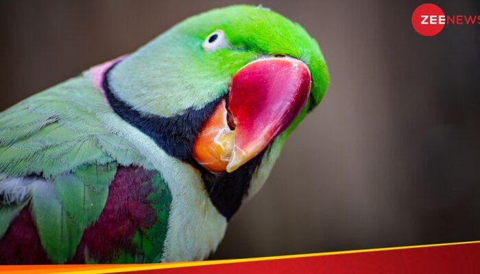  Parrot Fever: ಯುರೋಪ್ ಜಗತ್ತಿನಲ್ಲಿ ಮಾರಕವಾಗಿದೆ ಗಿಳಿ ಜ್ವರ...! ಈ ಕಾಯಿಲೆ ಬಗ್ಗೆ ನಿಮಗೆಷ್ಟು ಗೊತ್ತು?