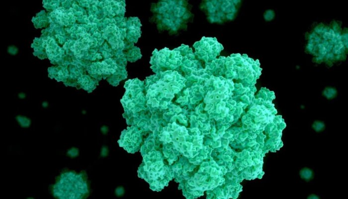 Norovirus: ನೊರೊವೈರಸ್ ವಿರುದ್ಧದ ಹೋರಾಟಕ್ಕೆ ಈಗ ಹೊಸ ಟ್ವಿಸ್ಟ್...!