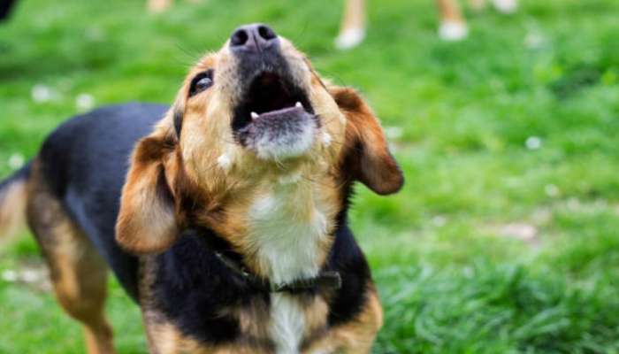 Dogs Crying: ನಾಯಿಗಳು ರಾತ್ರಿ ಹೊತ್ತು ಅಳುವುದೇಕೆ? ದೆವ್ವ ಕಾಣೋದಕ್ಕಲ್ಲ.. ಇದು ಅಸಲಿ ಸತ್ಯ..! title=