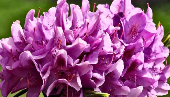 Buransh Flower: ಈ ಹೂವುಗಳ ರಸವು ಅಮೃತವಿದ್ದಂತೆ..!ಗಿಡಮೂಲಿಕೆಗಳ ಸಂಪತ್ತು ಎಂದೇ ಫೇಮಸ್‌ ಇದು..!! title=