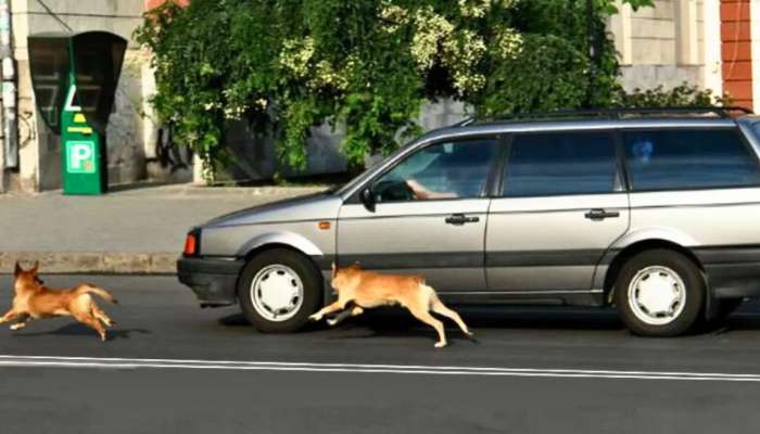 Dogs Chase: ನಾಯಿಗಳು ಕಾರು, ಬೈಕ್ ಗಳನ್ನು ಹಿಂಬಾಲಿಸುವುದು ಯಾಕೆ ಗೊತ್ತಾ..! ಕಾರಣ ತಿಳಿಯಿರಿ.. title=