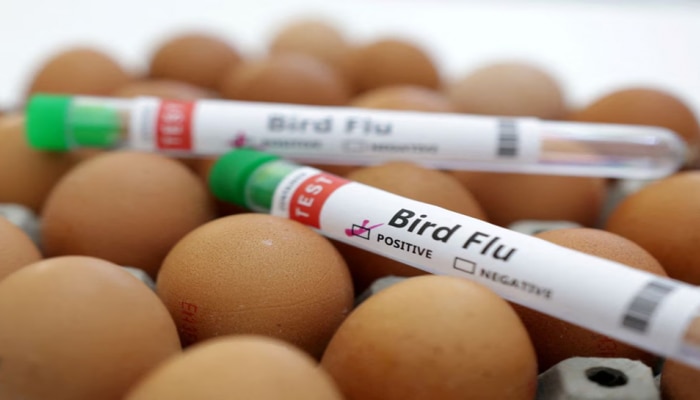 H5N1 Bird Flu: ಮತ್ತೆ ಕೋವಿಡ್ ತರಹದ ವಿನಾಶ? ಹಕ್ಕಿ ಜ್ವರ 100 ಪಟ್ಟು ಹೆಚ್ಚು ಅಪಾಯಕಾರಿ! title=