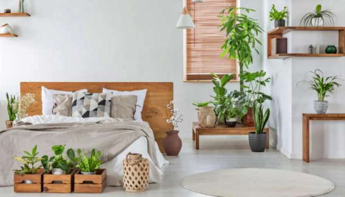 ‌Bedroom plants: ಉತ್ತಮ ನಿದ್ರೆಗೆ ಬೆಡ್‌ ರೂಮ್‌ನಲ್ಲಿ ಈ 5 ಗಿಡಗಳನ್ನು ಇರಿಸಿ.!