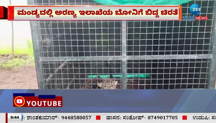 A leopard fell into the forest department of Mandya