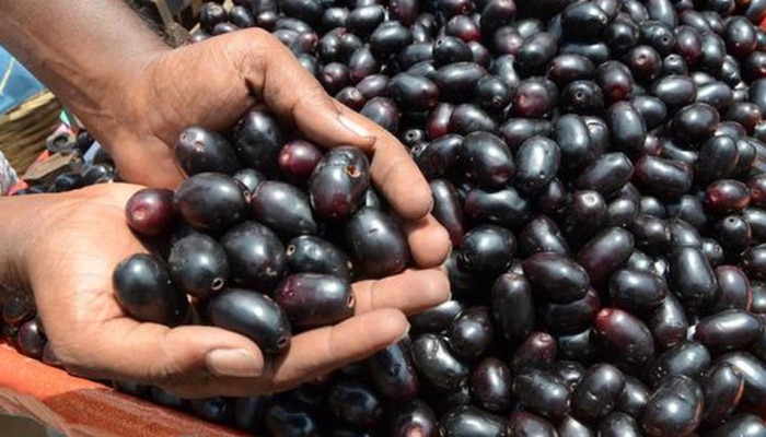 Jamun fruit: ನೇರಳೆ ಹಣ್ಣು ಸೇವಿಸುವುದರಿಂದ ಇಷ್ಟೊಂದು ಆರೋಗ್ಯ ಪ್ರಯೋಜನಗಳಿವೆ 