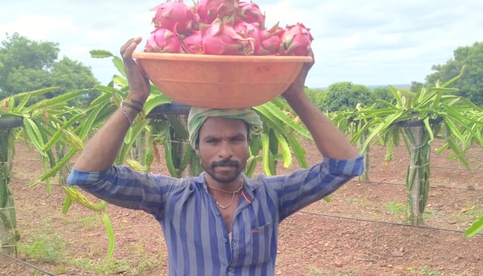  ಕೈ ಹಿಡಿದ ಡ್ರ್ಯಾಗನ್ ಫ್ರೂಟ್; ನರೇಗಾ ಸಹಾಯದಿಂದ ಲಕ್ಷ ಲೆಕ್ಕದ ಫಸಲು ಬೆಳೆದ ರೈತ