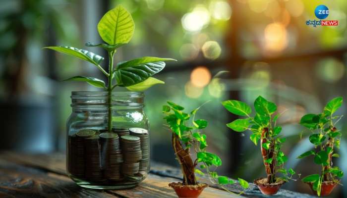 Money Plants Vastu Tips: ಮನಿ ಪ್ಲಾಂಟ್ ಖರೀದಿಸಿ ನೆಡುವುದರಿಂದ ಶುಭವೋ? ಇಲ್ಲ ಬೇರೆಯವರು ನೀಡಿದರೆ ಉತ್ತಮವೇ? 