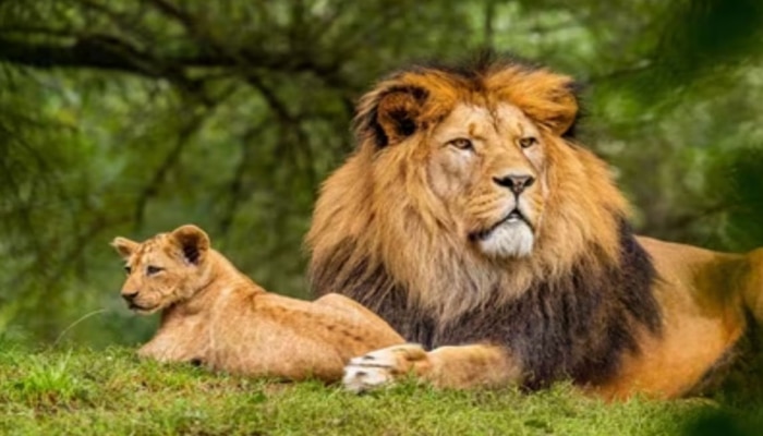 World Lion Day History: ವಿಶ್ವ ಸಿಂಹ ದಿನದ ಇತಿಹಾಸದ ಬಗ್ಗೆ ಇಲ್ಲಿದೆ ಅಪರೂಪದ ಮಾಹಿತಿ..! ವನರಾಜನ ಮಹತ್ವ ಸಾರುವ ಈ ದಿನ ನಮಗೆಷ್ಟು ಮುಖ್ಯ..!   title=