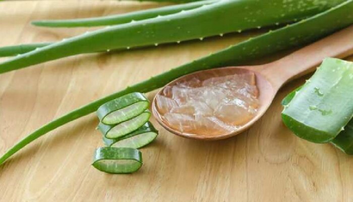 Benefits of Aloe vera Plant: ಅಲೋವೆರಾ ಸಸ್ಯದ ಬಳಕೆಯಿಂದ ಸಿಗಲಿವೆ ಹಲವು ಪ್ರಯೋಜನಗಳು  title=