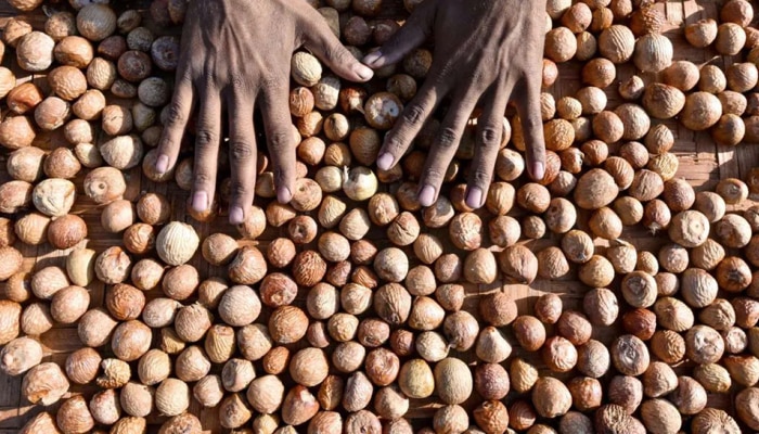 Arecanut Price Today: ರಾಜ್ಯದ ವಿವಿಧ ಮಾರುಕಟ್ಟೆಯಲ್ಲಿ ಇಂದಿನ ಅಡಿಕೆ ಧಾರಣೆ ಹೀಗಿದೆ ನೋಡಿ title=