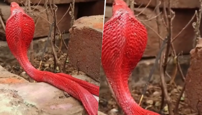 Red King Cobra Video: ಅಪರೂಪದ ಕೆಂಪು ನಾಗರ ಹಾವು... ಮೂಲೆಯಲ್ಲಿ ಹೆಡೆ ಎತ್ತಿ ನಿಂತ ವಿಡಿಯೋ ವೈರಲ್! title=