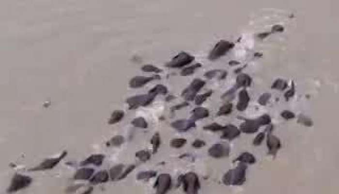 troups of elephant calf taking bath and playing river 