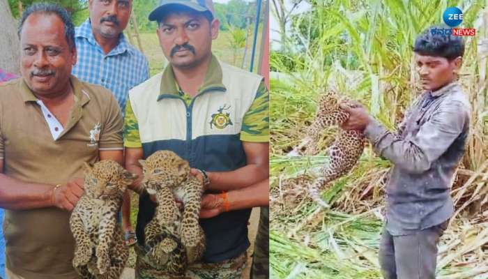 ಕಬ್ಬು ಕಟಾವು ಮಾಡುತ್ತಿದ್ದಾಗ 2 ಚಿರತೆ ಮರಿ ಪತ್ತೆ: ಅಮ್ಮನಿಗಾಗಿ ಕಾದ ಅರಣ್ಯ ಇಲಾಖೆ title=