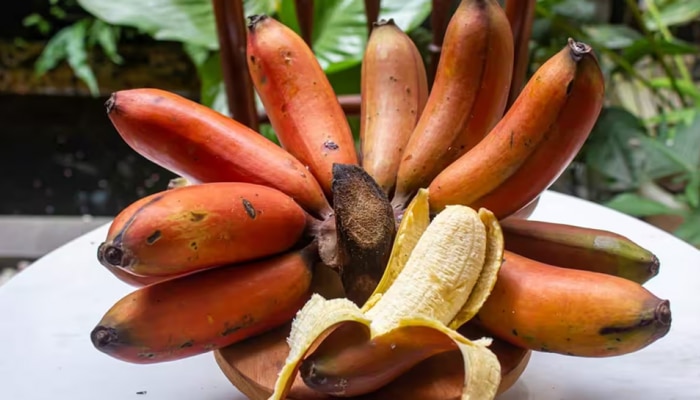  Red Banana Benefits: ಕೆಂಪು ಬಾಳೆಹಣ್ಣು ತಿನ್ನುವುದರಿಂದ ಸಿಗಲಿವೆ ಈ ನಾಲ್ಕು ಅದ್ಬುತ ಪ್ರಯೋಜನಗಳು...!  title=