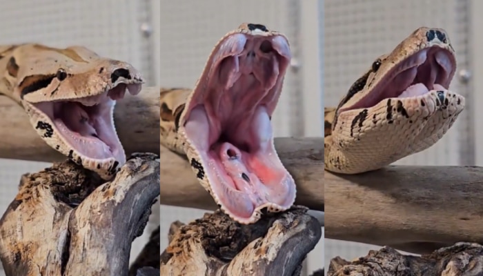 Snake Yawning Video: ಹಾವು ಆಕಳಿಸುವ ಅಪರೂಪದ ವಿಡಿಯೋ ವೈರಲ್‌  title=