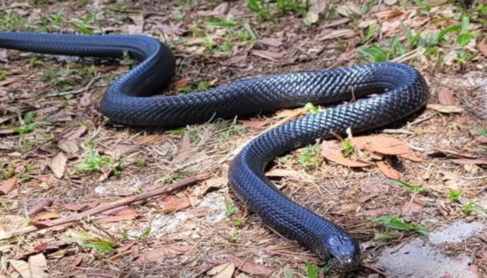 Blue Snake Video: ನೀಲಿ ಹಾವನ್ನು ಎಂದಾದರೂ ನೋಡಿದ್ದೀರಾ? ನೋಡಲು ಸುಂದರ ಆದ್ರೆ ಅಷ್ಟೇ ಡೇಂಜರಸ್!!‌ 