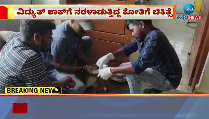 Treatment for the monkey suffering from electric shock in Madappa hill!