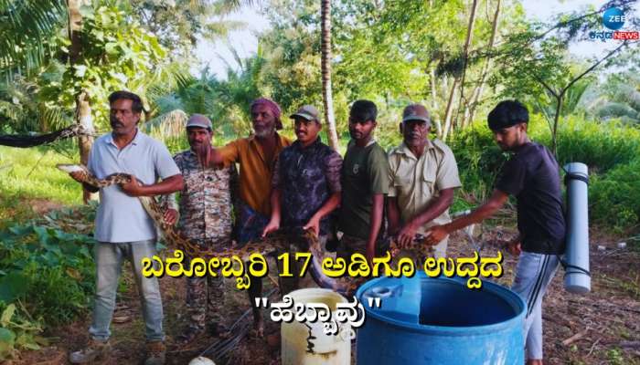 Viral Photo: ಅಬ್ಬಬ್ಬಾ! 17 ಅಡಿಗೂ ಉದ್ದ, 30- 40 ಕೆಜಿ ತೂಕದ ಹೆಬ್ಭಾವನ್ನು ನೋಡಿದ್ದೀರಾ..! title=