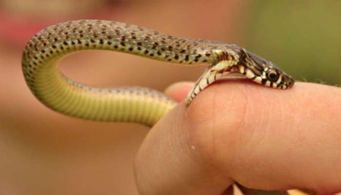 snake bite first aid: ಹಾವು ಕಚ್ಚಿದರೆ ತಕ್ಷಣ ಏನು ಮಾಡಬೇಕು? ಈ ಒಂದು ಕೆಲಸದಿಂದ ಪ್ರಾಣವನ್ನೇ ಉಳಿಸಬಹುದು title=