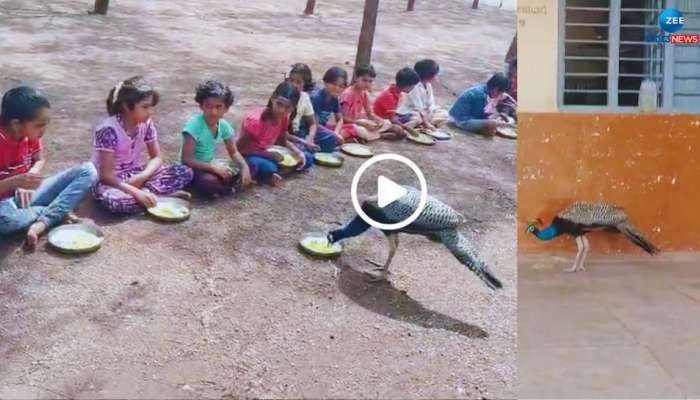 Viral Video: ಸರ್ಕಾರಿ ಶಾಲೆಗೆ ಹಾರಿ ಬಂದ ರಾಷ್ಟ್ರಪಕ್ಷಿ, ಮಕ್ಕಳೊಂದಿಗೆ ಬಿಸಿ ಊಟ ಸವಿದ ನಾಟ್ಯ ಮಯೂರಿ... title=