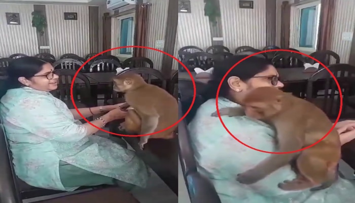 Video Viral: ʼರಾಮ ನಾಮʼ ಹಾಡುತ್ತಿದ್ದಂತೆ ಮಹಿಳೆಯನ್ನು ತಬ್ಬಿಕೊಂಡ ಕೋತಿ! title=