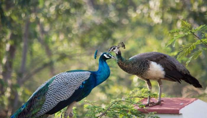 ಗಂಡು ನವಿಲಿನ ಕಣ್ಣೀರು ಕುಡಿದು ಗರ್ಭ ಧರಿಸುತ್ತದೆಯೇ ಹೆಣ್ಣು ನವಿಲು?  ವಿಡಿಯೋದಲ್ಲಿ ಬಯಲಾಗಿದೆ ನೋಡಿ ಕಾಡಿನ ರಹಸ್ಯ  title=