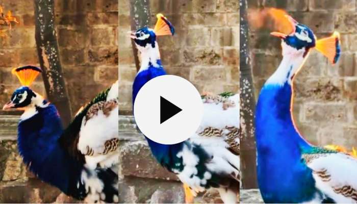 Viral video: ಬಾಯಲ್ಲಿ ಬೆಂಕಿ ಉಗುಳಿದ ನವಿಲು! ವಿಡಿಯೋ ನೋಡಿ ಶಾಕ್‌ ಆದ ನೆಟ್ಟಿಗರು