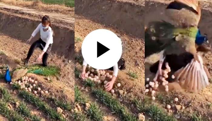 Viral video: ತನ್ನ ಮೊಟ್ಟೆ ಕದಿಯಲು ಬಂದ ಮಹಿಳೆಯ ಮೇಲೆ ಕರಾಟೆ ಕಲೆ ಪ್ರದರ್ಶಿಸಿದ ನವಿಲು! "ವಾಟ್‌ ಆ ಶಾಟ್‌" ಎಂದ ನೆಟ್ಟಿಗರು title=