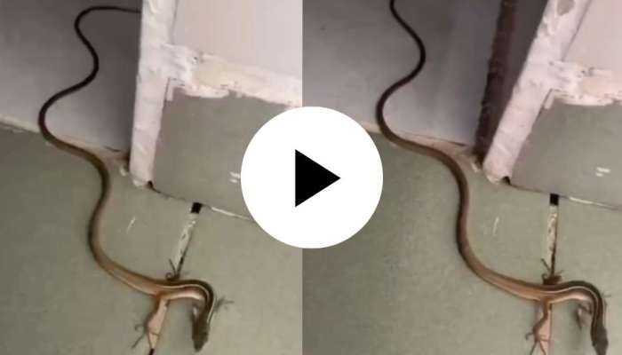 Rare snake with two legs video goes viral on social media leaves people ...