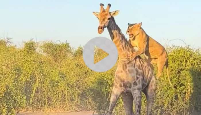 Lions vs Giraffe: ಸಿಂಹವೇ ಕಾಡಿನ ರಾಜ.. ಅಷ್ಟು ದೊಡ್ಡ ಜಿರಾಫೆಯನ್ನು ಹೇಗೆ ಬೇಟೆಯಾಡುತ್ತೆ ನೋಡಿ..!  title=