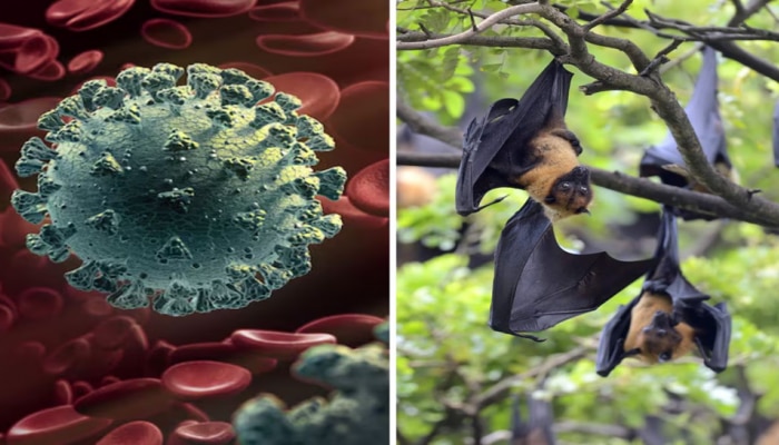 Nipah virus: ವಿದ್ಯಾರ್ಥಿನಿ ಸಾವಿನ ನಂತರ ಕೇರಳದಲ್ಲಿ ಎಚ್ಚರಿಕೆ, ಈ ಲಕ್ಷಣಗಳು ಕಾಣಿಸಿಕೊಂಡರೆ ಎಚ್ಚರ! title=