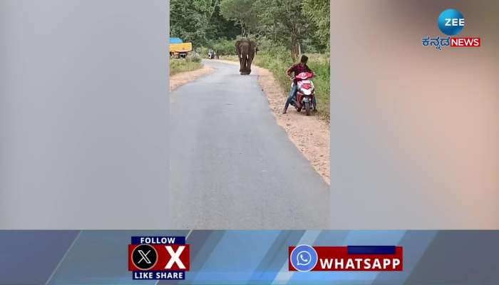 Elephant on chamrajnagar talawadi road video 