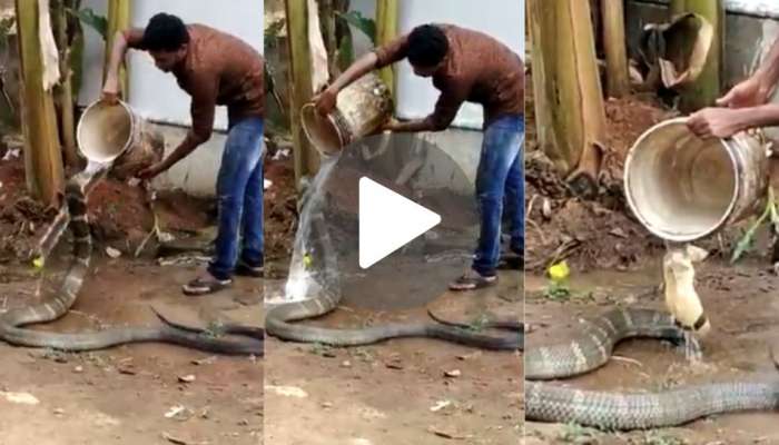 Viral video: ದಾಹದಿಂದ ಬಂದ ಕಾಳಿಂಗ ಸರ್ಪಕ್ಕೆ ನೀರುಣಿಸಿದ ಭೂಪ..! ಮನುಷ್ಯನ ಸಹಾಯ ಮೆಚ್ಚಿ ದೈತ್ಯ ಸರ್ಪ ಮಾಡಿದ್ದೇನು ಗೊತ್ತಾ..? ವಿಡಿಯೋ ನೋಡಿ title=