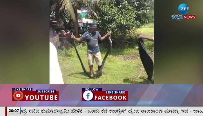 Black cobra rescued in bargi village