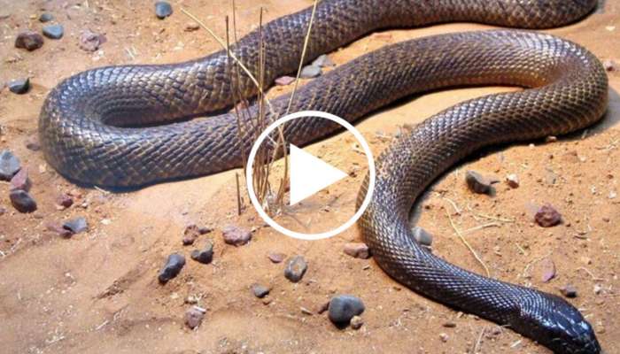 Blue Snake Video: ಅಪರೂಪದ ನೀಲಿ ಹಾವನ್ನು ಎಂದಾದರೂ ಕಂಡಿದ್ದೀರಾ? ಇದು ನೋಡೋಕೆ ಎಷ್ಟು ಚಂದಾನೋ ಅಷ್ಟೇ ಡೇಂಜರಸ್‌ ಕೂಡ!!    title=