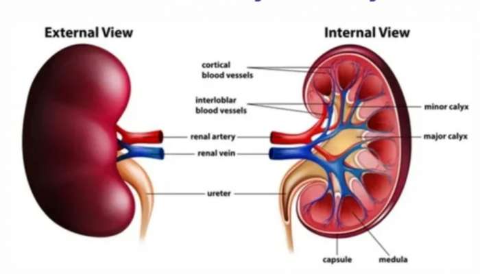 ಬೆಳಗ್ಗೆ ಎದ್ದ ಕೂಡಲೇ ಹೀಗಾಗುತ್ತಿದ್ದರೆ ಕಿಡ್ನಿ ವೈಫಲ್ಯವಾಗುತ್ತಿದೆ ಎನ್ನುವುದನ್ನು ಅರ್ಥ ಮಾಡಿಕೊಳ್ಳಿ !