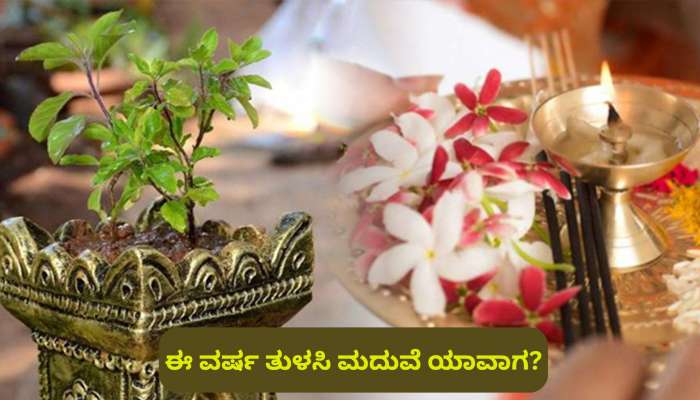 ಈ ವರ್ಷ ತುಳಸಿ ಮದುವೆ ಯಾವಾಗ? ಎಲ್ಲಾ ರೀತಿಯ ಸಂಕಷ್ಟದಿಂದ ಪಾರಾಗಲು ಮಾಡುವ ಪೂಜಾ ವಿಧಾನ ತಿಳಿಯಿರಿ.. title=