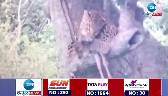 Leopard hunting Video goes viral