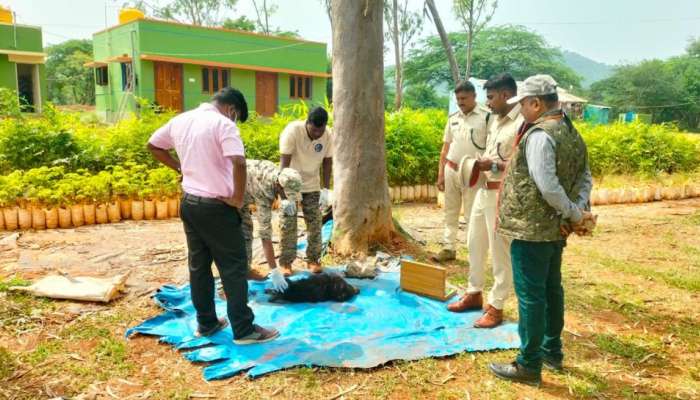 ತಾಯಿಗಾಗಿ ಅರಸುತ್ತಾ ಪ್ರಾಣಬಿಟ್ಟ ಕರಡಿಮರಿ