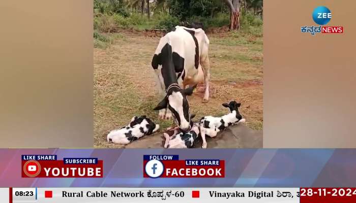 Jersey Seema cow gives birth to three calves